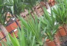 Badgingarraplant-nursery-10.jpg; ?>