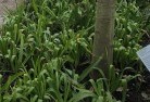 Badgingarraplant-nursery-23.jpg; ?>