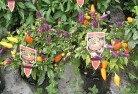 Badgingarraplant-nursery-27.jpg; ?>